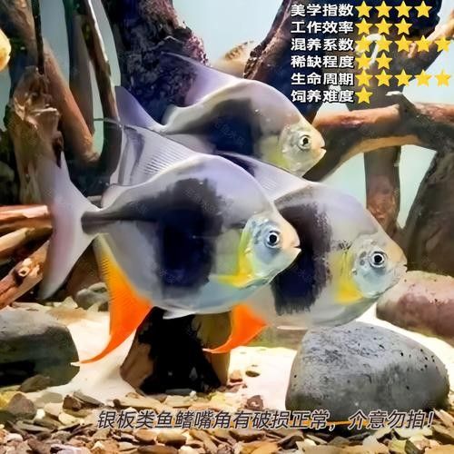 如何預(yù)防黑桃A魚(yú)被咬？（如何預(yù)防黑桃a魚(yú)被咬傷？）