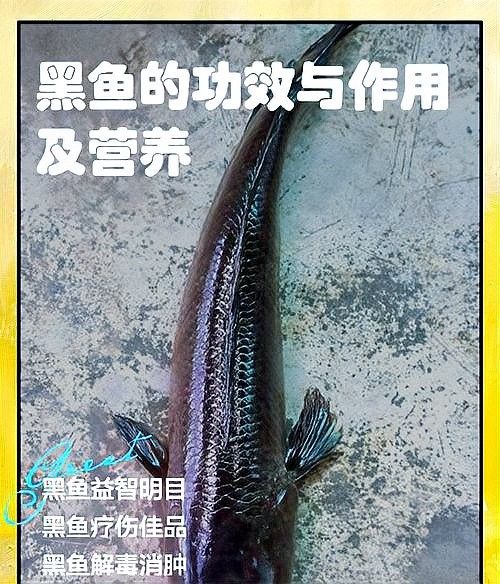 如何預(yù)防黑桃A魚(yú)被咬？（如何預(yù)防黑桃a魚(yú)被咬傷？）
