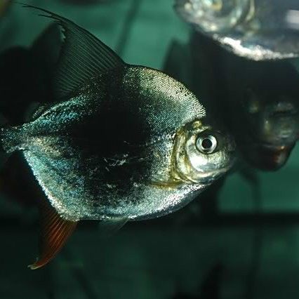 如何預(yù)防黑桃A魚(yú)被咬？（如何預(yù)防黑桃a魚(yú)被咬傷？）