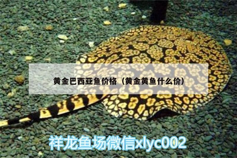 黃金巴西亞魚價格（黃金黃魚什么價）（黃金巴西亞魚價格）
