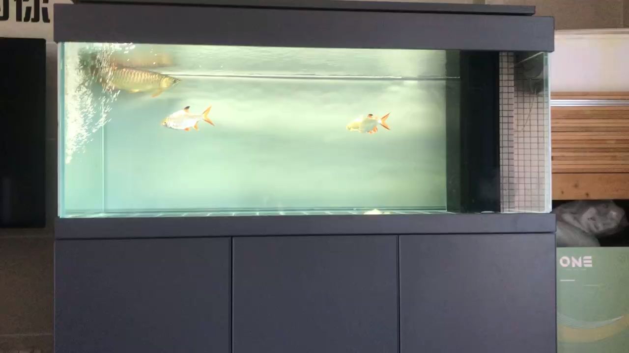 龍魚干蝦有營養嗎 祝大家中秋節快樂!(中秋節,我們向所有關注和熱愛傳統文化的朋友們送上祝福) 龍魚論壇 祝大家中秋節快樂!(中秋節,我們向所有關注和熱愛傳統文化的朋友們送上祝福) 祝大家中秋節快樂!(中秋節,我們向所有關注和熱愛傳統文化的朋友們送上祝福) 龍魚論壇