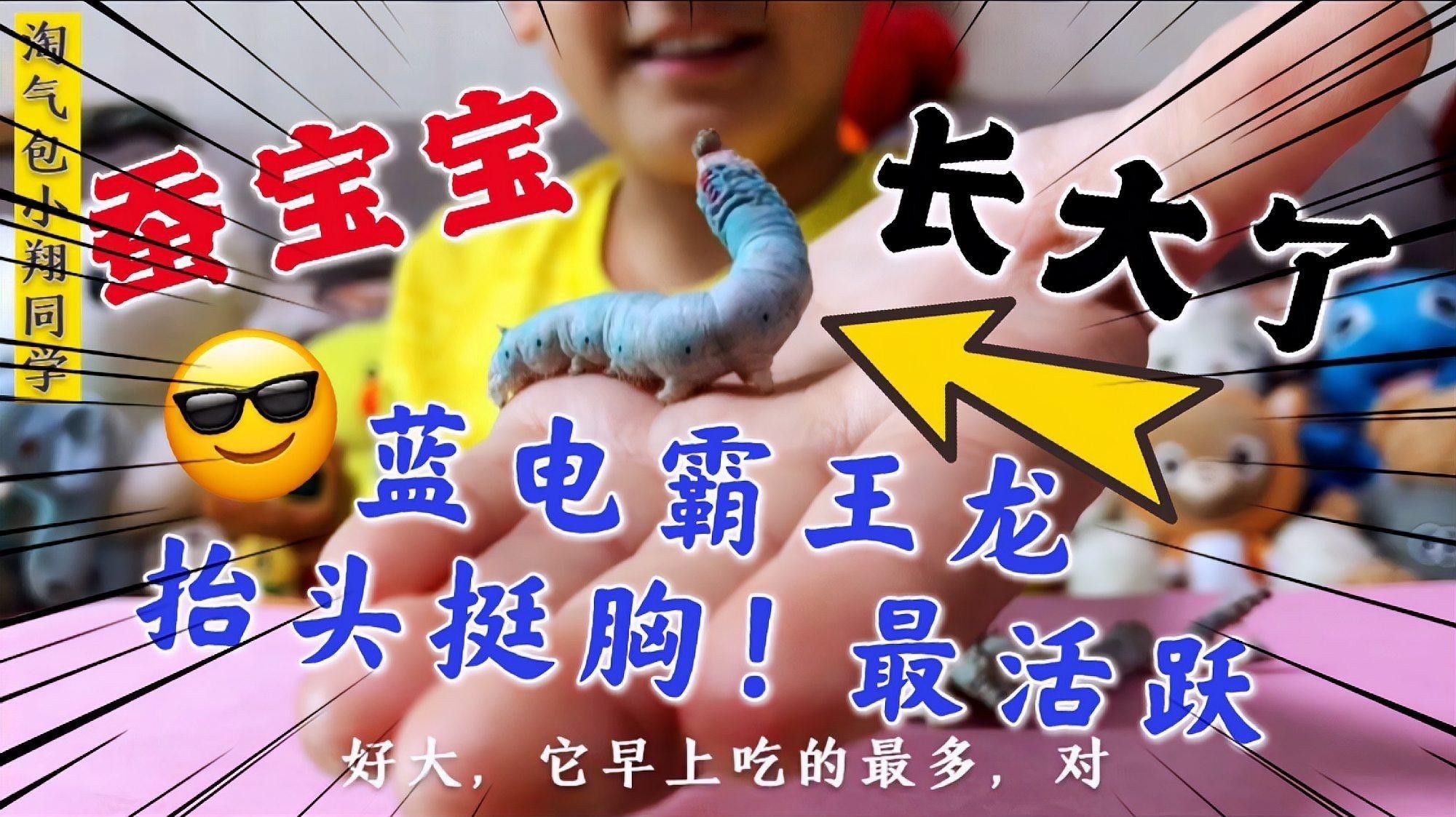 如何優化藍雷龍魚的飼養環境 如何優化藍雷龍魚的飼養環境 龍魚百科 第5張