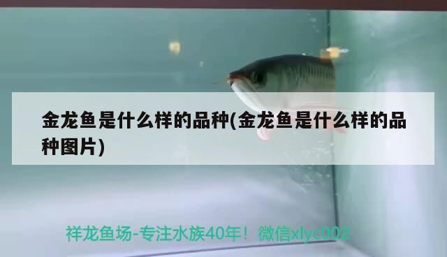 龍魚干蝦有營養(yǎng)嗎 金龍魚是什么樣的品種(金龍魚是什么樣的品種圖片)(金龍魚、金龍魚、金龍魚、金龍魚、紅寶石金龍魚、紅寶石金龍魚) 觀賞魚百科 金龍魚是什么樣的品種(金龍魚是什么樣的品種圖片)(金龍魚、金龍魚、金龍魚、金龍魚、紅寶石金龍魚、紅寶石金龍魚) 金龍魚是什么樣的品種(金龍魚是什么樣的品種圖片)(金龍魚、金龍魚、金龍魚、金龍魚、紅寶石金龍魚、紅寶石金龍魚) 觀賞魚百科