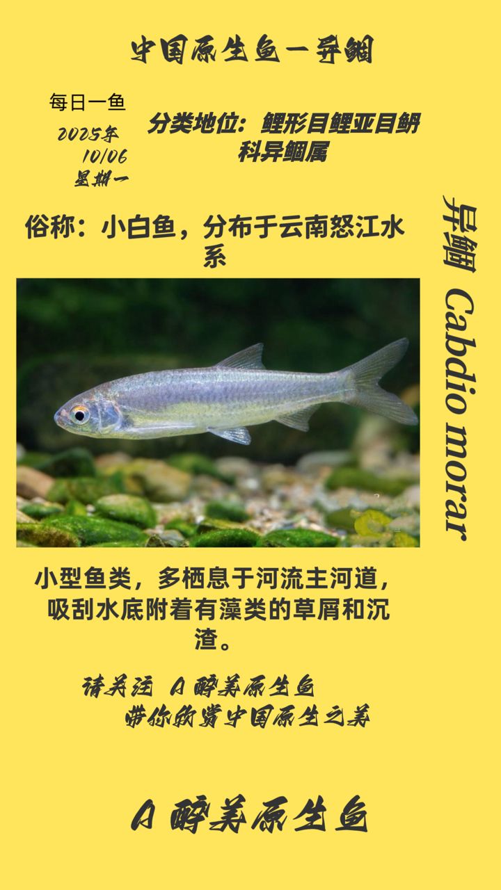 異鲴（異[需手動填充]是一種生活在淡水中的魚類） 異鲴（異[需手動填充]是一種生活在淡水中的魚類） 龍魚論壇