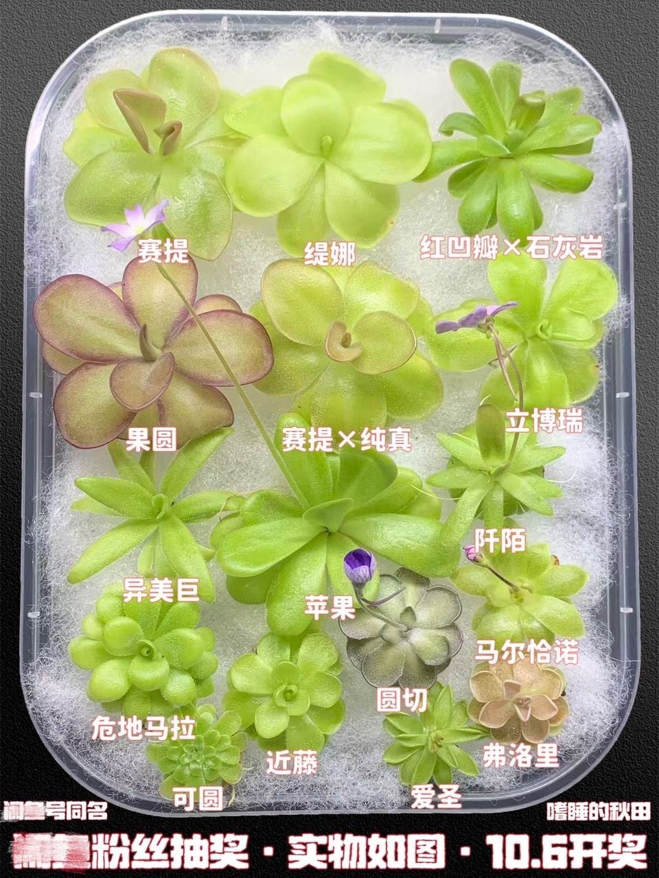 入秋后捕蟲堇開始變美了（入秋后捕蟲堇開始變美了，它們的美麗不僅體現(xiàn)在其鮮艷的花形上）