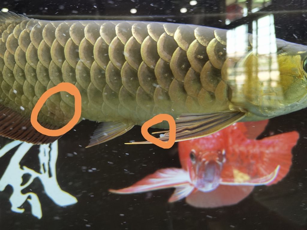 兄弟們，幫忙看看這是外寄嗎？（兄弟們，幫忙看看這是外寄嗎，）