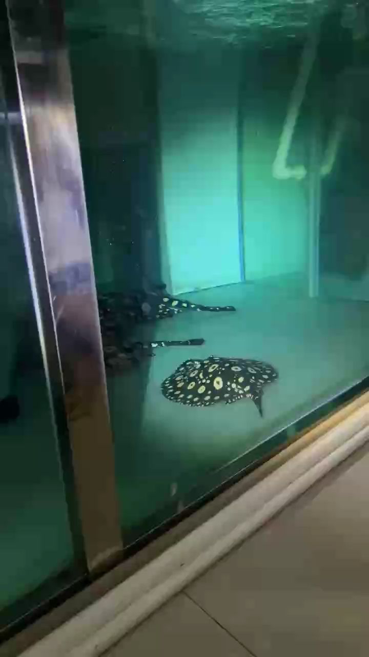 節日快樂（#中秋節快樂,新的一輪準備開始生,大把魚歡迎老板打包） 節日快樂（#中秋節快樂,新的一輪準備開始生,大把魚歡迎老板打包） 龍魚論壇