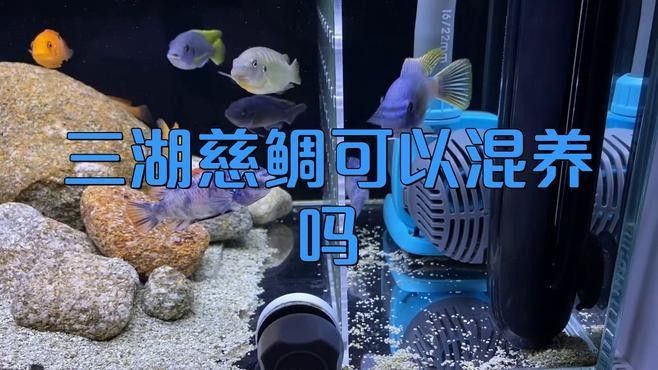 三湖慈鯛的最佳混養(yǎng)伙伴（三湖慈鯛可以混養(yǎng)嗎）