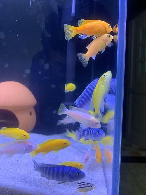 三湖慈鯛的最佳混養(yǎng)伙伴（三湖慈鯛可以混養(yǎng)嗎）