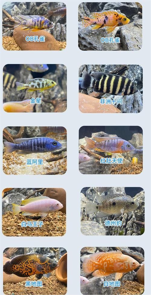 三湖慈鯛的最佳混養(yǎng)伙伴（三湖慈鯛可以混養(yǎng)嗎）