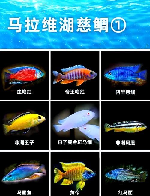 三湖慈鯛的最佳混養(yǎng)伙伴（三湖慈鯛可以混養(yǎng)嗎）