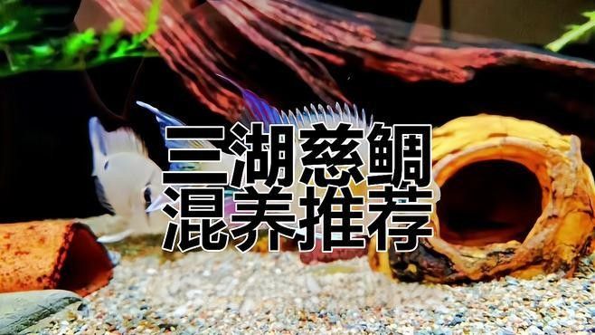 三湖慈鯛的最佳混養(yǎng)伙伴（三湖慈鯛可以混養(yǎng)嗎）