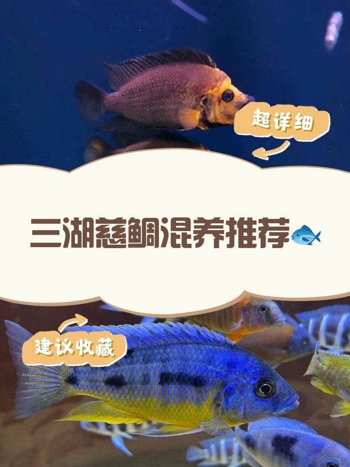 三湖慈鯛的最佳混養(yǎng)伙伴（三湖慈鯛可以混養(yǎng)嗎）