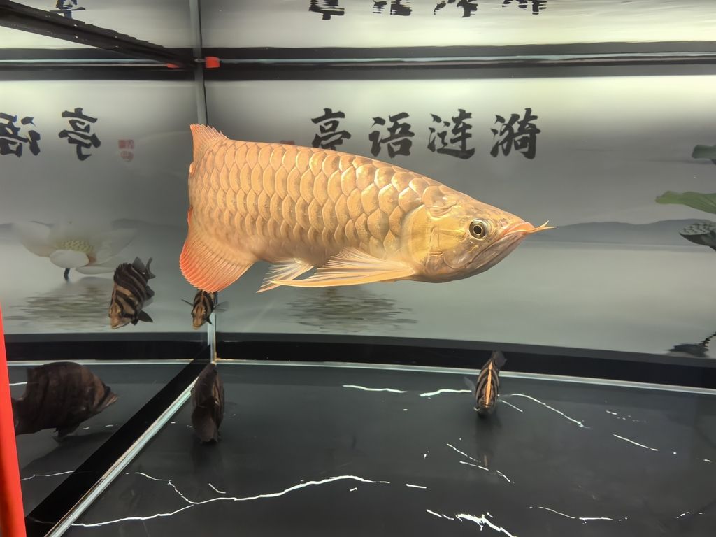 龍魚的體型（龍魚的體型和什么有關）（龍魚的體型與營養）