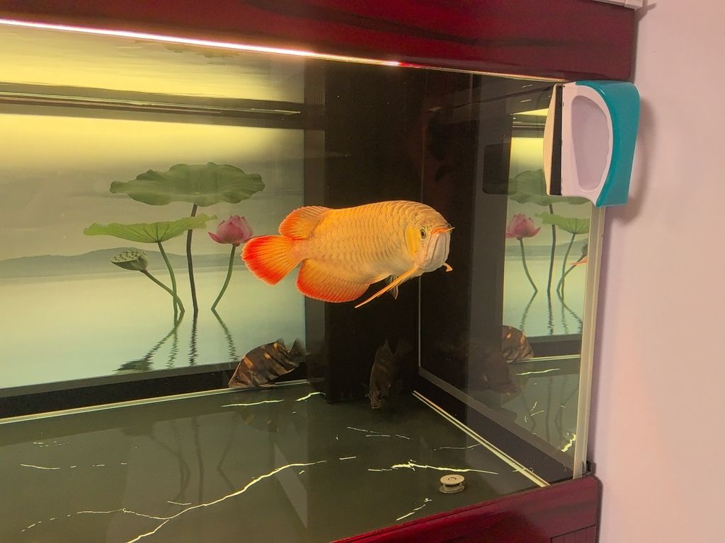 龍魚的體型（龍魚的體型和什么有關）（龍魚的體型與營養）