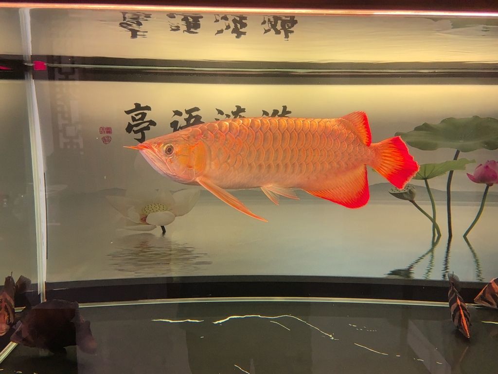 龍魚的體型（龍魚的體型和什么有關）（龍魚的體型與營養）