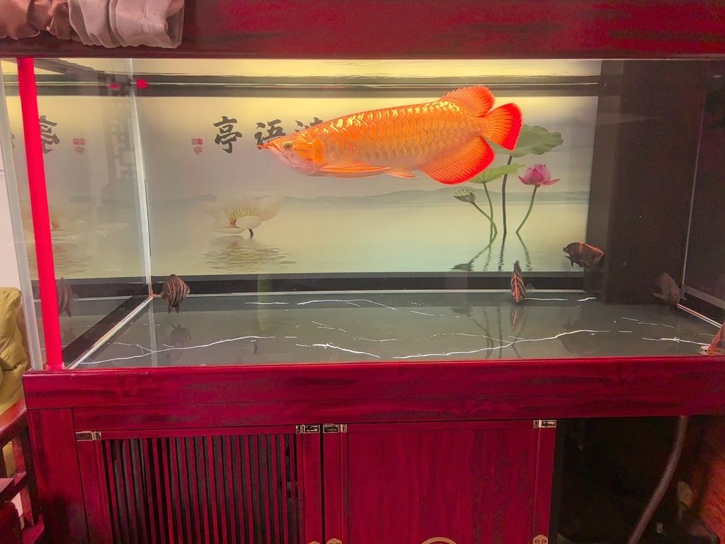 龍魚的體型（龍魚的體型和什么有關）（龍魚的體型與營養） 龍魚的體型（龍魚的體型和什么有關）（龍魚的體型與營養） 觀賞魚百科 第4張