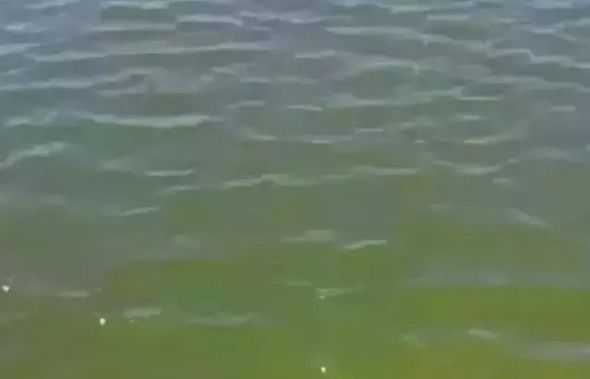 如何選擇高質量的龍魚飼料（高質量的龍魚飼料對于確保您的龍魚健康和活力至關重要）