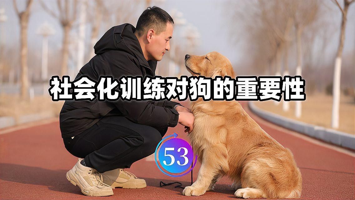 紅龍犬成年后還需要進行社會化嗎（紅龍犬成年后還需要繼續社會化訓練嗎）
