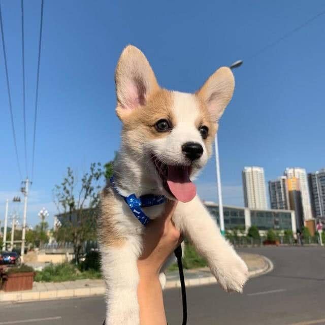 紅龍犬成年后還需要進行社會化嗎（紅龍犬成年后還需要繼續社會化訓練嗎）