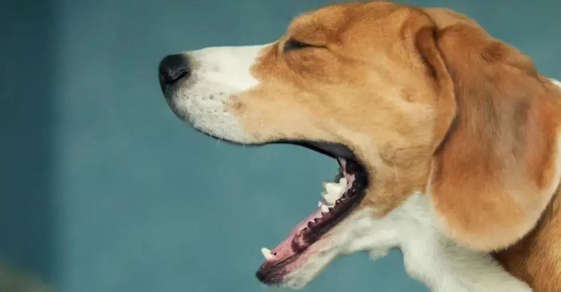 紅龍犬成年后還需要進行社會化嗎（紅龍犬成年后還需要繼續社會化訓練嗎）