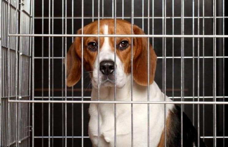 紅龍犬成年后還需要進行社會化嗎（紅龍犬成年后還需要繼續社會化訓練嗎）