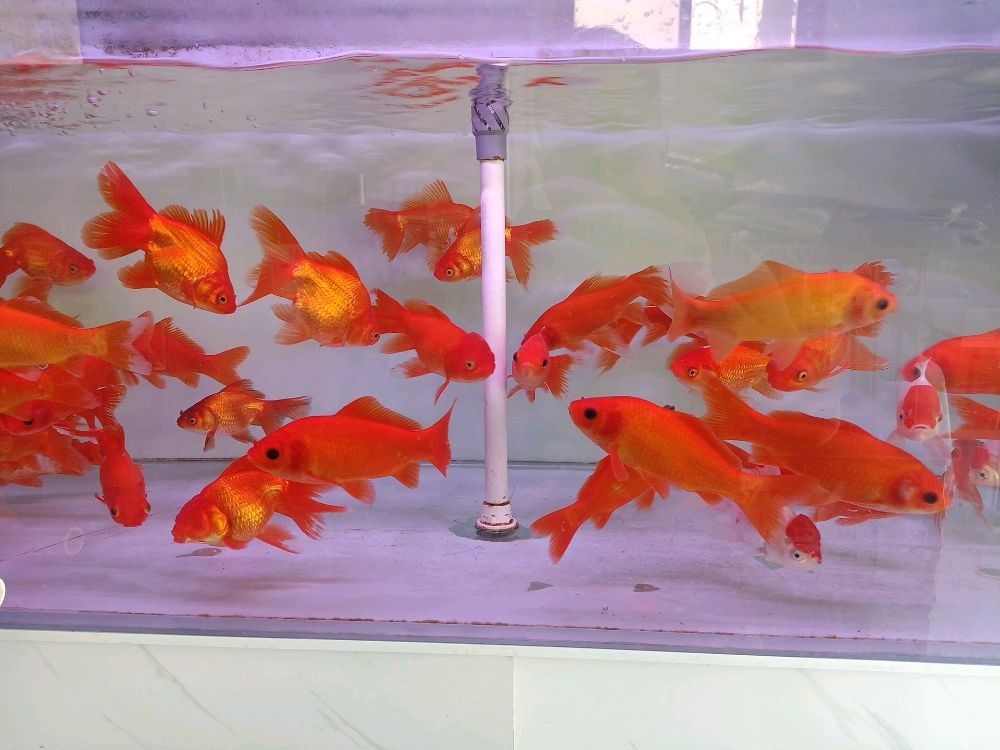 歷城哪個(gè)水族館龍魚好？祥龍魚場龍魚（歷城地區(qū)有一個(gè)備受推崇的水族館——祥龍魚場）