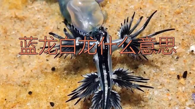 藍龍與其他龍有何區別？（《神奇寶貝》中藍龍與其他五色龍的區別） 藍龍與其他龍有何區別？（《神奇寶貝》中藍龍與其他五色龍的區別） 龍魚百科 第1張