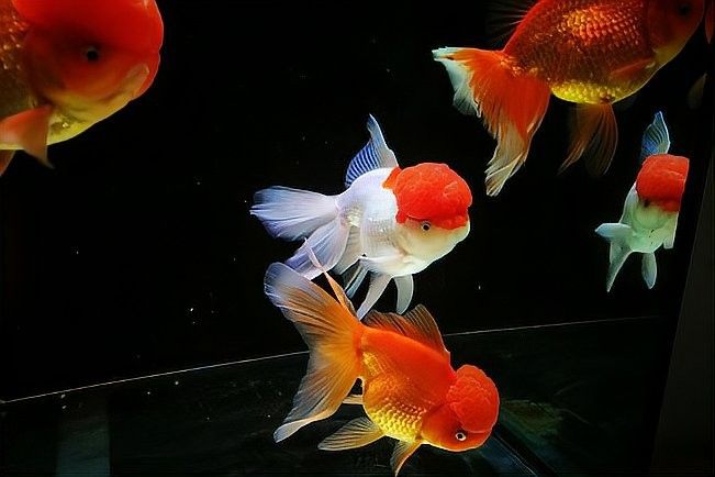 龍魚和虎頭鯊多久會(huì)適應(yīng)彼此？（龍魚和虎頭鯊多久會(huì)適應(yīng)彼此，）