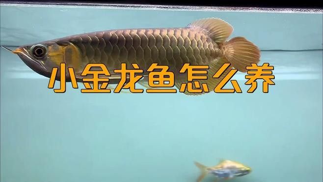 金頭過背金龍魚的價格是多少？（頭過背金龍魚的價格因地區、市場供需情況以及魚的健康狀況等因素不同）