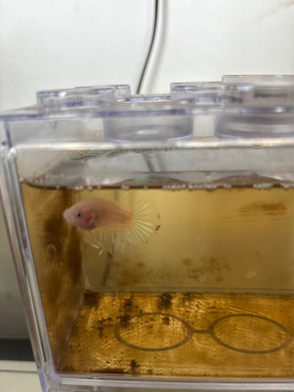 這是什么品種，買的苗子養大的，不知道什么品種（買的苗子養大的，不知道什么品種，）