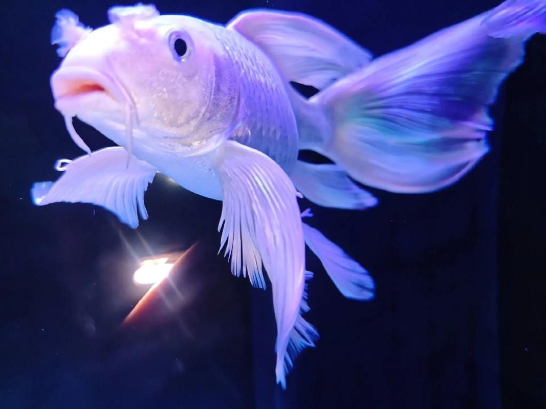 給我推薦一些與蝴蝶鯉混養的魚
