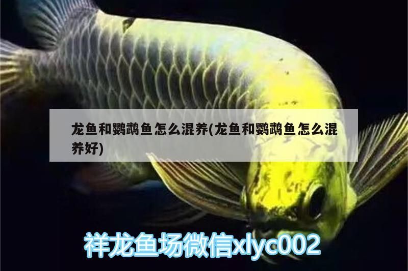 龍魚和鸚鵡魚怎么混養(yǎng)(龍魚和鸚鵡魚怎么混養(yǎng)好)（銀龍魚和鸚鵡魚可以在一起飼養(yǎng)嗎）