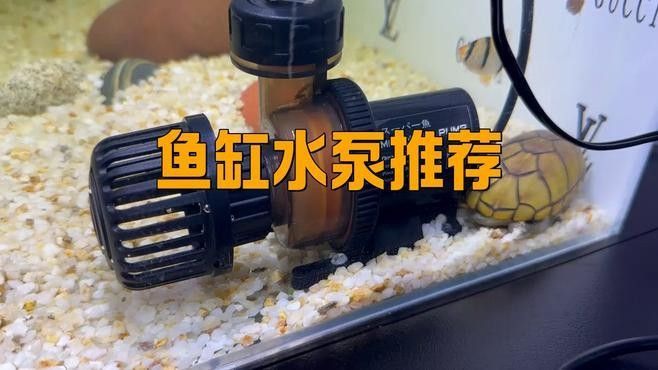 藍色龍魚需要多大的水流量？（藍色龍魚需要多大的水流量種類） 藍色龍魚需要多大的水流量？（藍色龍魚需要多大的水流量種類） 龍魚百科 第1張