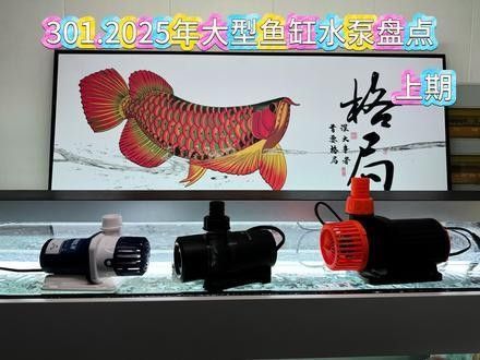 藍色龍魚需要多大的水流量？（藍色龍魚需要多大的水流量種類） 藍色龍魚需要多大的水流量？（藍色龍魚需要多大的水流量種類） 龍魚百科 第2張