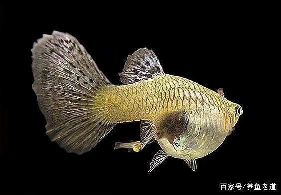 藍色龍魚需要多大的水流量？（藍色龍魚需要多大的水流量種類） 藍色龍魚需要多大的水流量？（藍色龍魚需要多大的水流量種類） 龍魚百科 第5張