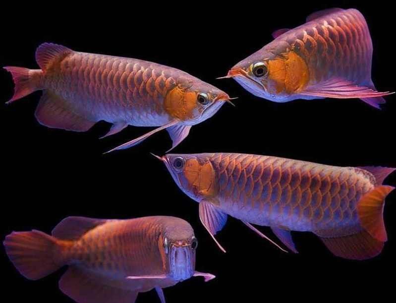 紅龍魚多久能分出公母（如何判斷紅龍魚的性別）