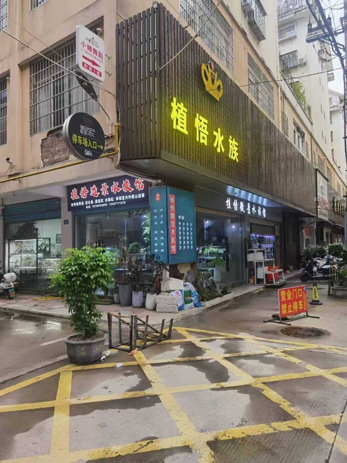 <strong><mark>仙游</mark></strong>哪個水族館龍魚好？祥龍魚場龍魚（<strong><mark>仙游</mark></strong>哪個水族館龍魚好）