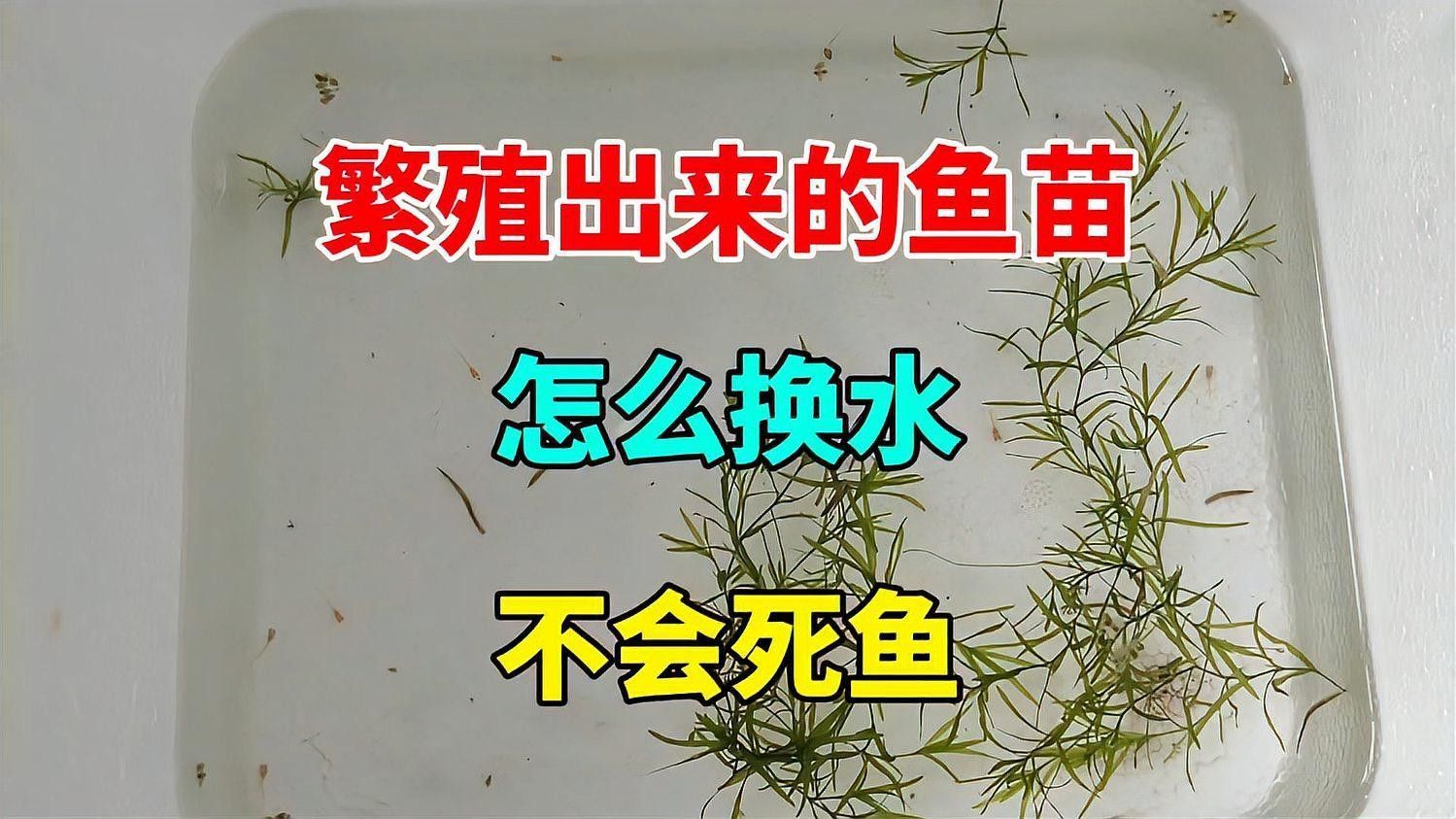 繁殖期間需要多久換一次水？（斗魚繁殖期間換水頻率與食物殘渣清理方法你了解嗎）