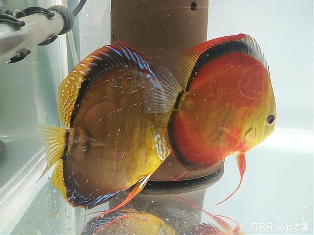 繁殖期間需要多久換一次水？（斗魚繁殖期間換水頻率與食物殘渣清理方法你了解嗎）
