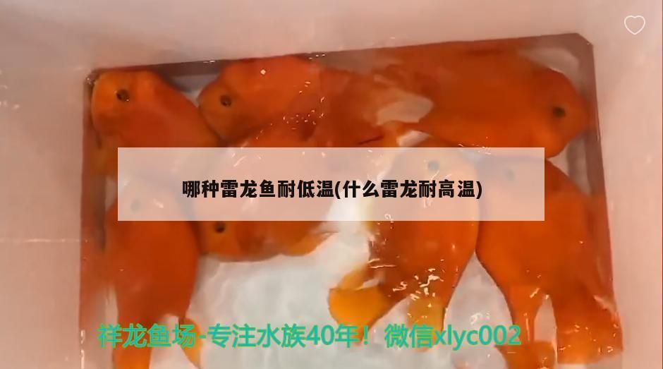 哪種雷龍魚耐低溫(什么雷龍耐高溫)（雷龍魚怎么過冬？）