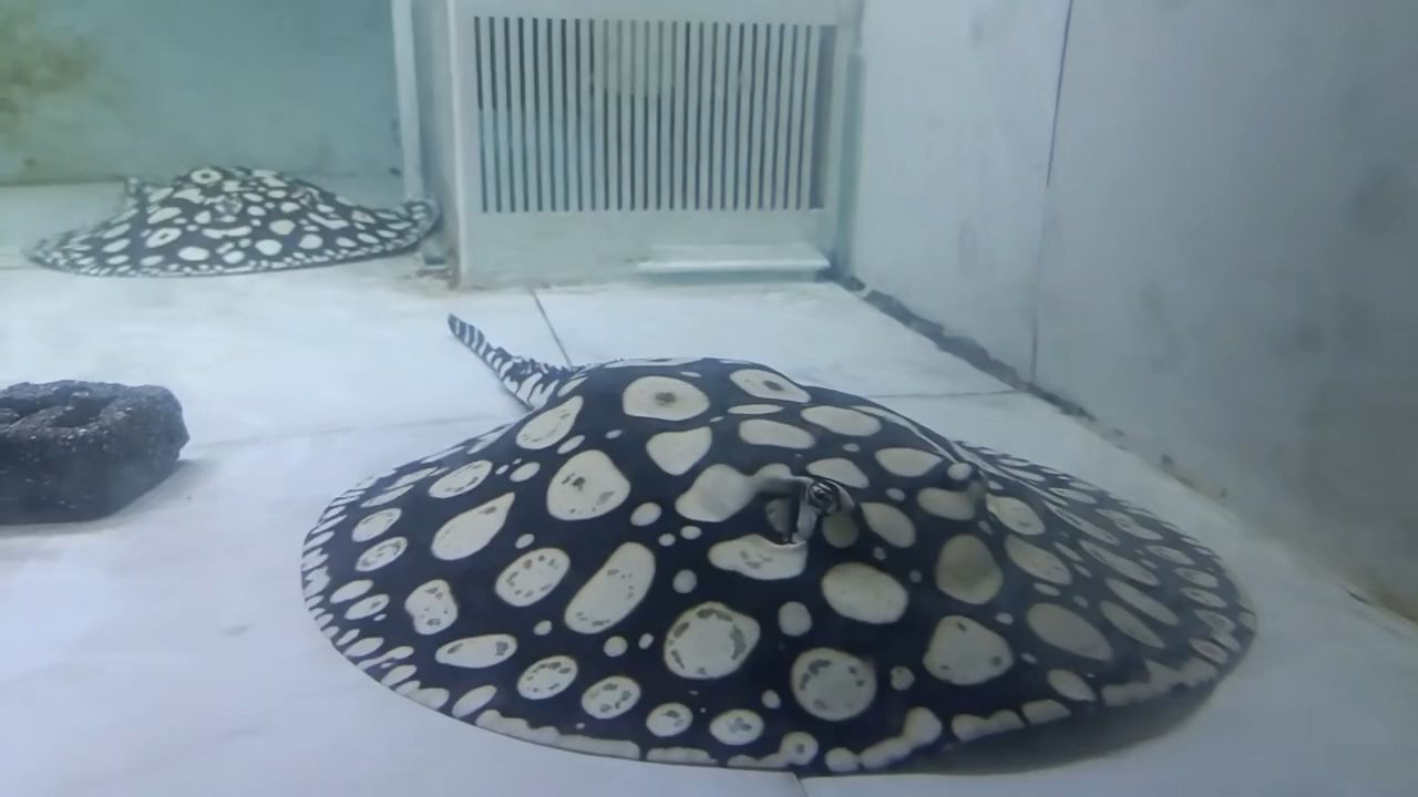 中秋節(jié)快樂（中秋節(jié)是一個充滿歡樂和溫馨的節(jié)日，讓我們共同祝愿中秋快樂）