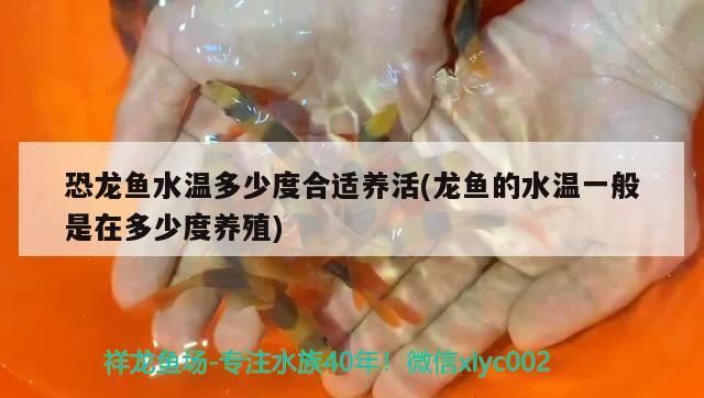 恐龍魚水溫多少度合適養活(龍魚的水溫一般是在多少度養殖)（恐龍魚水溫多少度合適養殖恐龍魚水溫多少度合適養活）