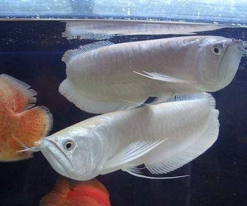 白魚(yú)觀賞魚(yú)是什么魚(yú)類(lèi)（白魚(yú)并不是一個(gè)具體的觀賞魚(yú)品種）