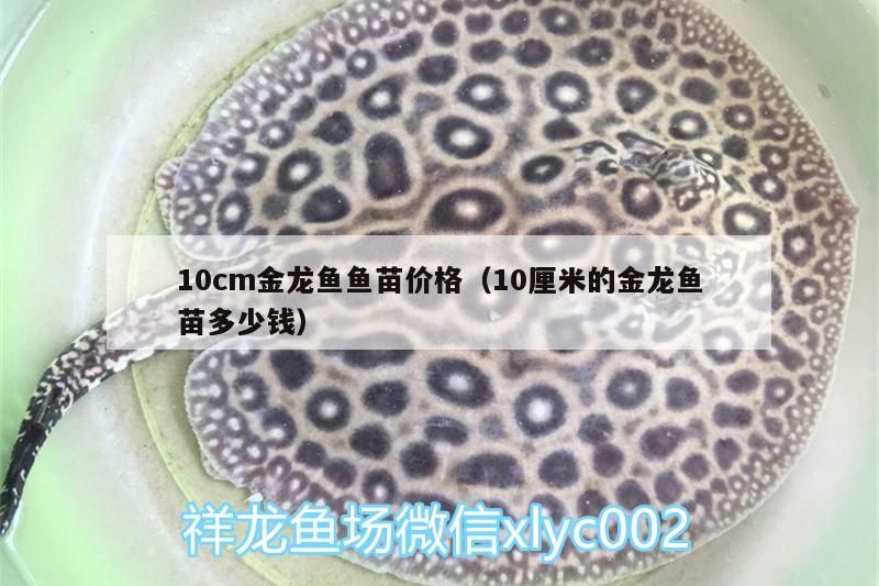 10cm金龍魚魚苗價格（10厘米的金龍魚苗多少錢）（10cm金龍魚苗價格和10厘米的金龍魚苗多少錢對應(yīng)的信息）