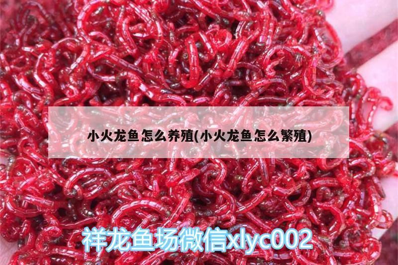 小火龍魚怎么養(yǎng)殖(小火龍魚怎么繁殖)