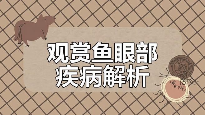 雷龍魚突眼可以自愈嗎（luna聲韻研習社龍魚常見疾病之凸眼能自愈嗎）