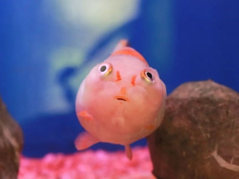 金龍魚溫度過(guò)高會(huì)有什么影響（金龍魚水溫過(guò)高會(huì)有什么影響？） 金龍魚溫度過(guò)高會(huì)有什么影響（金龍魚水溫過(guò)高會(huì)有什么影響？） 龍魚百科 第7張