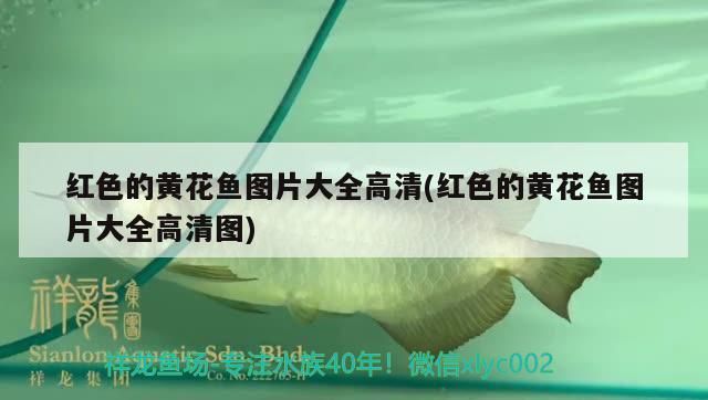 紅色的黃花魚圖片大全高清(紅色的黃花魚圖片大全高清圖)（紅色的黃花魚圖片大全）