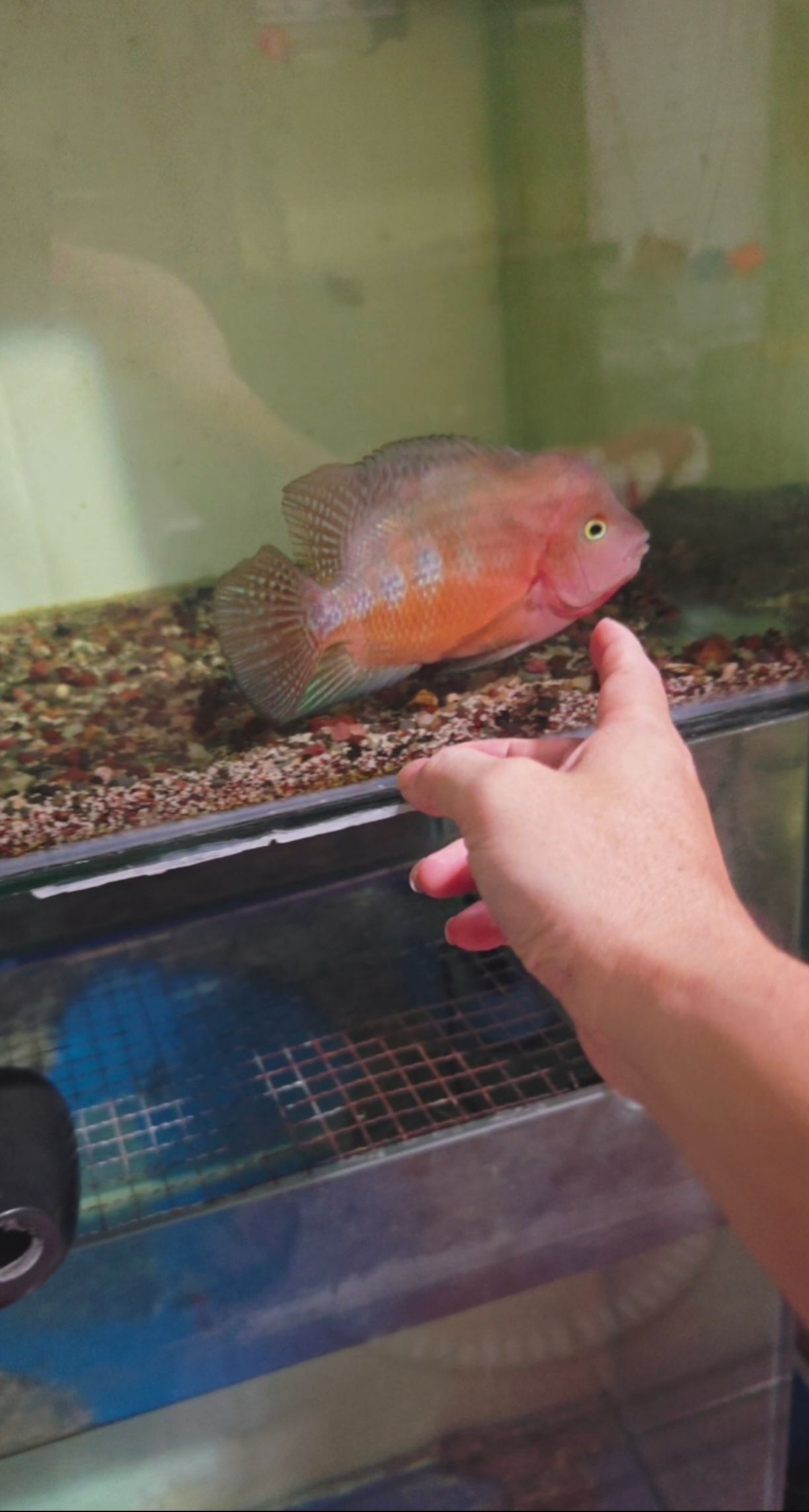 魚缸用增氧泵價(jià)格是多少:魚缸增氧機(jī)-xtrac增氧機(jī)-xtrac增氧機(jī) 亞成馬 龍魚論壇 亞成馬 亞成馬 龍魚論壇